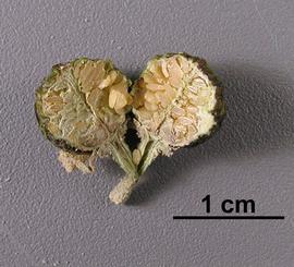   Fruit:   Solanum torvum , berry dissected longitudinally showing seeds; Photo by V. Brewster, USDA APHIS PPQ, imageID.idtools.org
